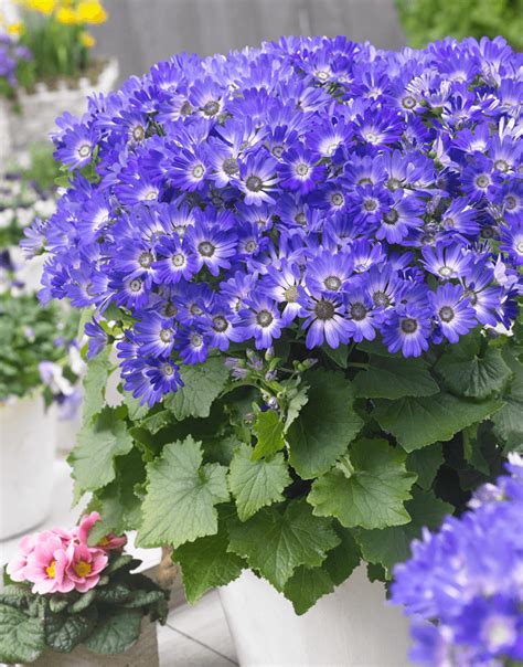 Highlighting the Features of Senetti Magic Coral for Landscaping Professionals